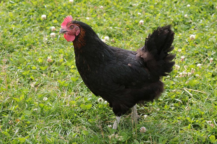 Fourcheret poultry farm
