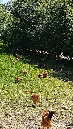 Prunay's poultry farm