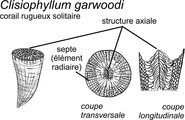 Coraux rugueux solitaires Axophyllum et Clisiophyllum