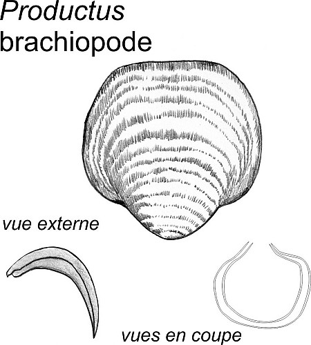 Coquilles de gastéropode et de brachiopode productide