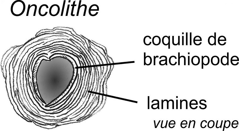 Oncolithes et coquille du brachiopode Composita