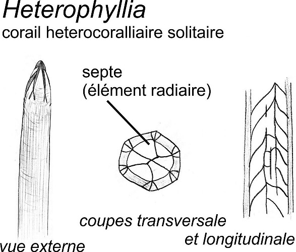Coraux hétérocoralliaires solitaires Heterophyllia