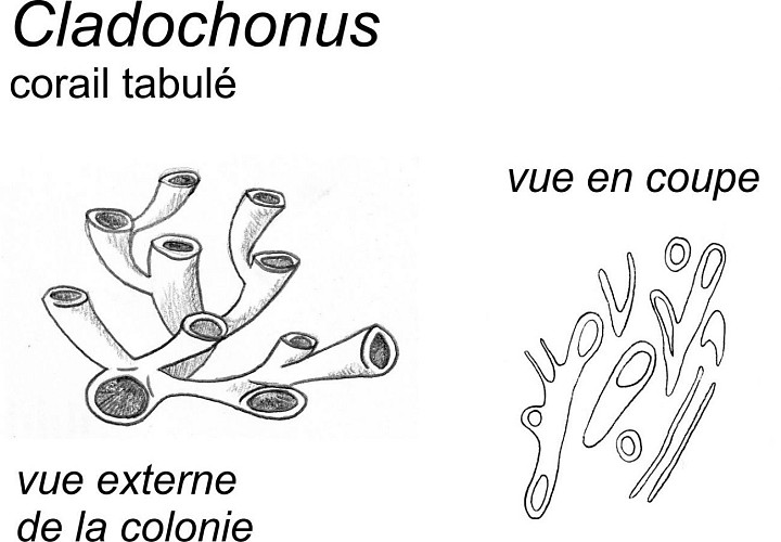 Coquilles de brachiopodes couvertes de coraux tabulés Cladochonus