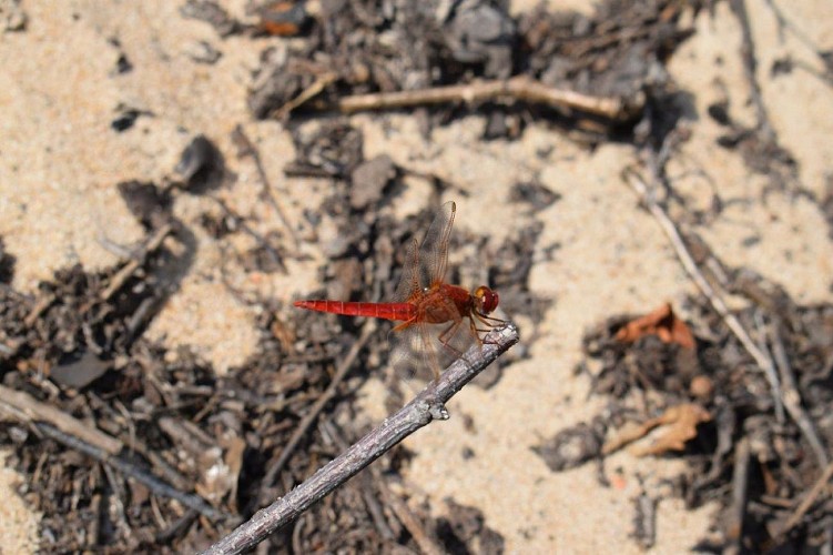 Crédit Photo DRomo-Gomez (30)