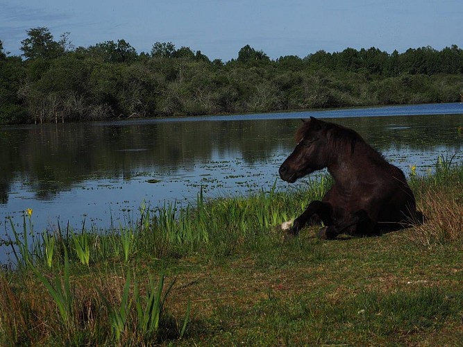 Crédit photo KRGoit Mimizan (42)
