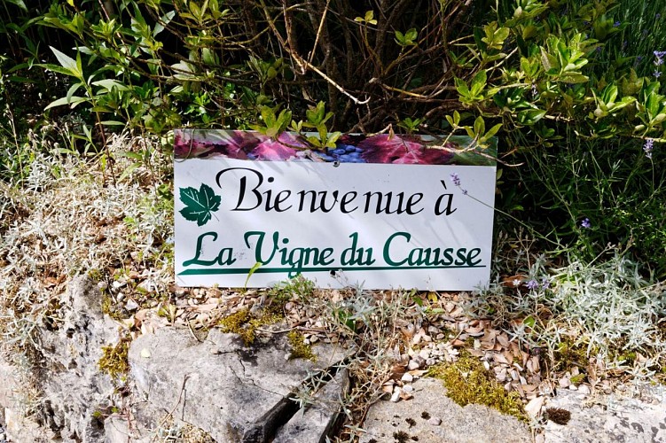 La vigne du causse_6