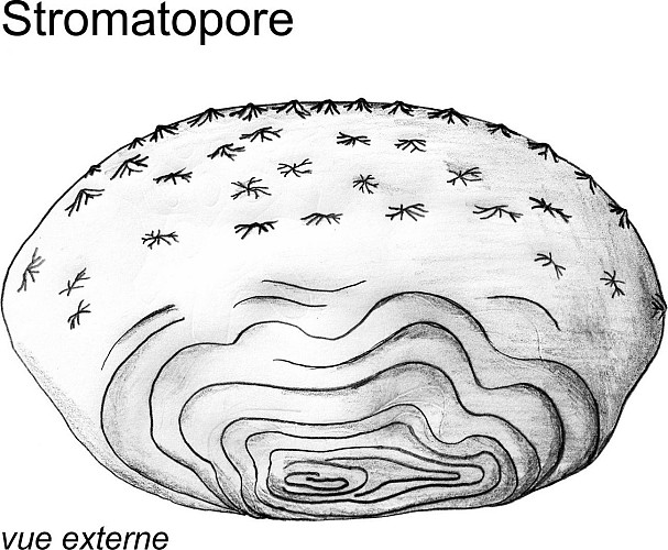 Stromatopores en boule et colonie du corail rugueux Hexagonaria