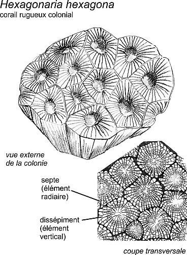 Stromatopores en boule et colonie du corail rugueux Hexagonaria