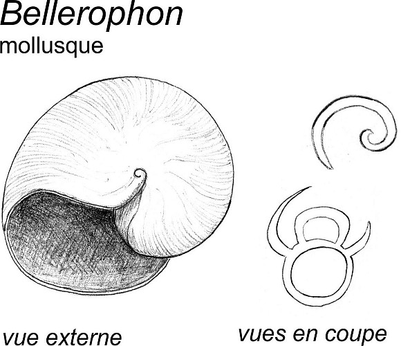 Coquille du mollusque Bellerophon