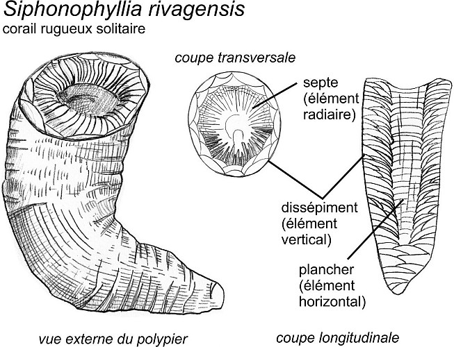 Coraux rugueux solitaires Siphonophyllia rivagensis et crinoïdes
