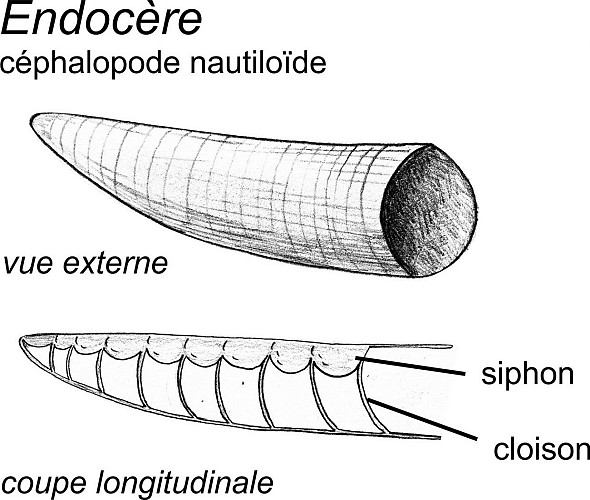 Coquille de céphalopode endocératide