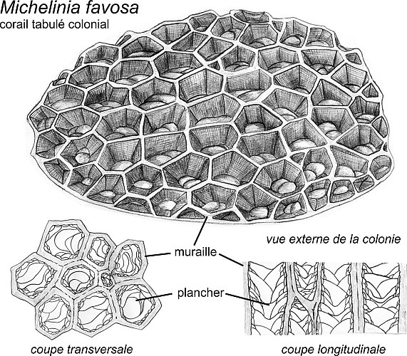 Coquille de Rostroconche et colonies de coraux tabulés Michelinia