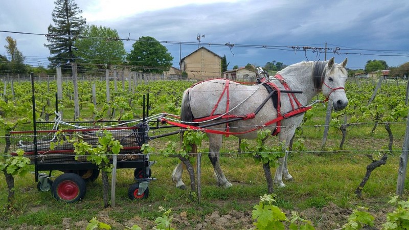 chateau nodot blaye côtes de Bordeaux st christoly travail avec le cheval dans le vignoble 800x600©Jessica Aubert