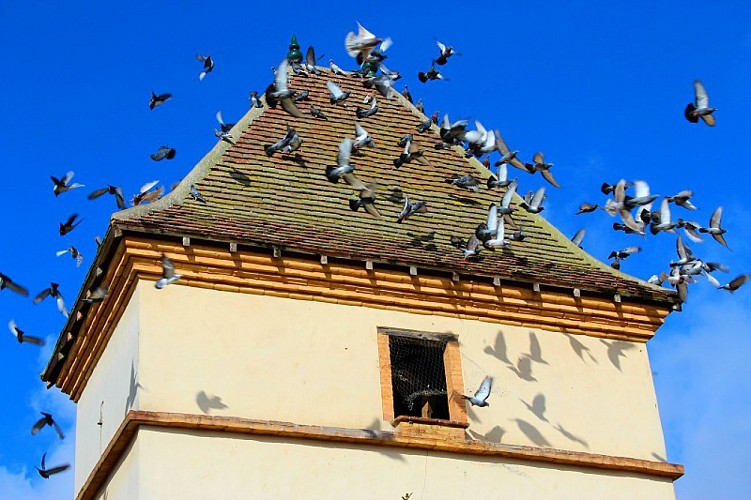 Pigeonnier Rue Castelbajac