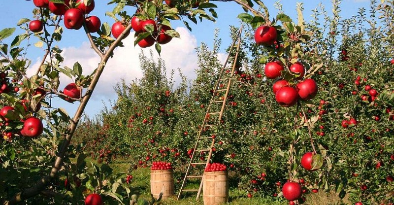 Syndicat des arboriculteurs