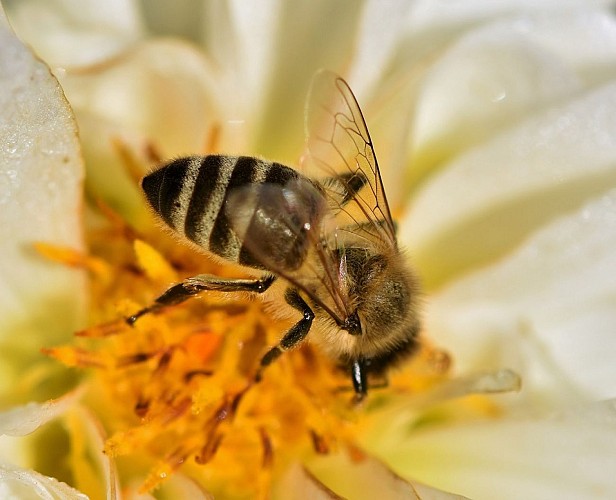 Rucher école - syndicat des apiculteurs de Saint-Avold