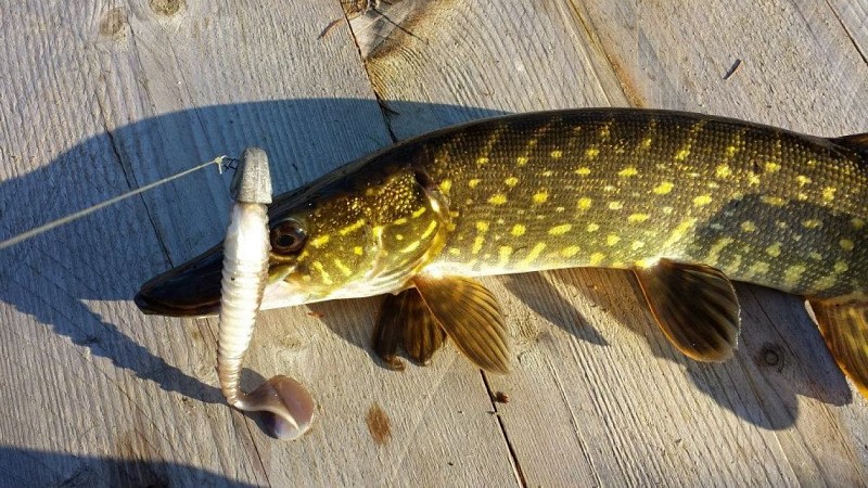 Domaine de Kiesbruck