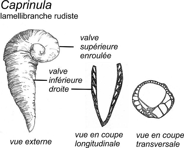 Coquilles du mollusque rudiste Caprinula