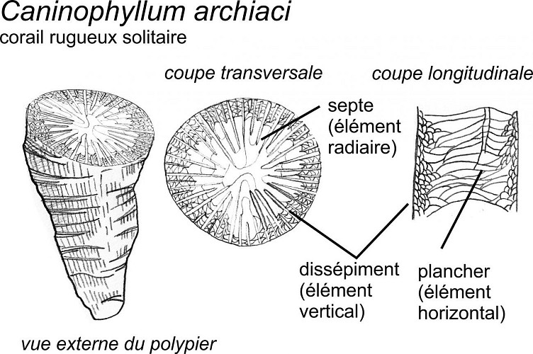 Corail rugueux Caninophyllum archiaci