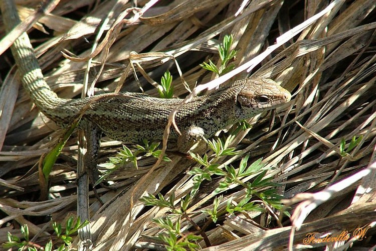 Lézard vivipare