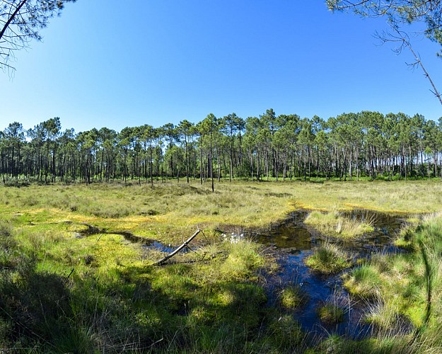 tourbières-de-l'estanque-mées