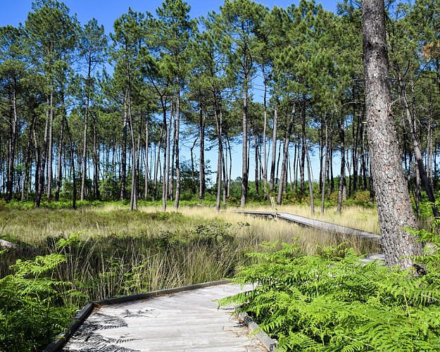 tourbières-de-l'estanque-mée-2