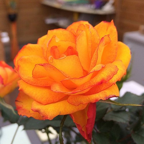 CLAUDE BOISNEAU - ANGRIE JARDIN