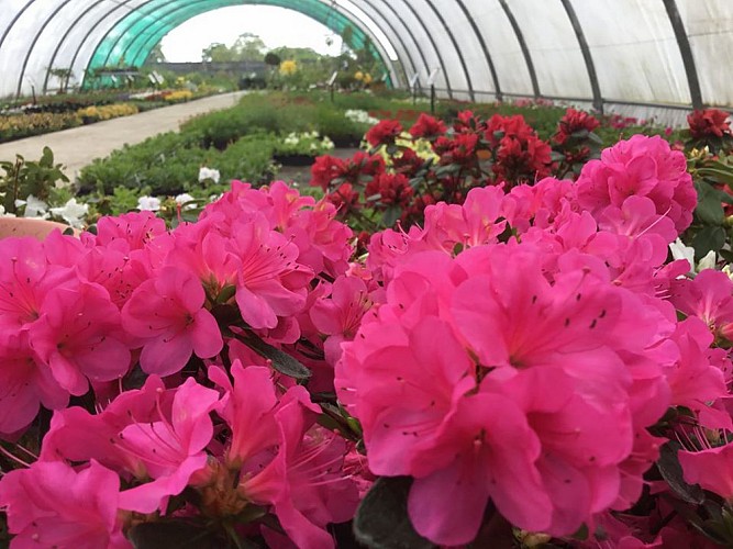 CLAUDE BOISNEAU - ANGRIE JARDIN