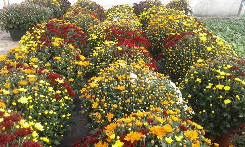 CLAUDE BOISNEAU - ANGRIE JARDIN