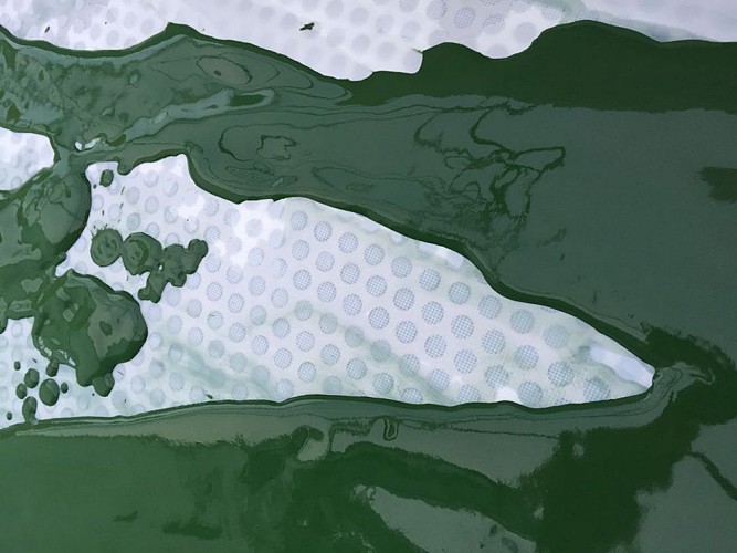 JÉRÔME GUERRAND - MY SPIRULINE