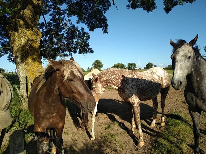 Les poneys de julie equitation cheval loisirs famille Thouars Thouarsais