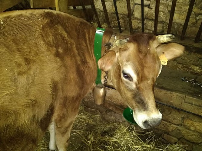 53037978_2284975888443262_7521862614456991744_n