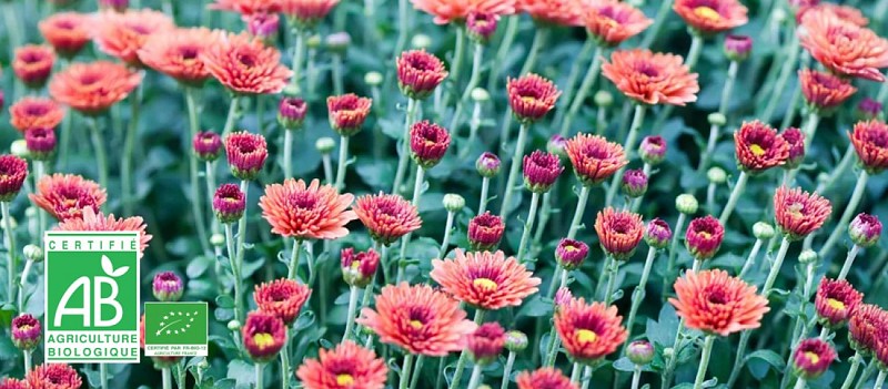 Profil-FCB-2021-10-AB