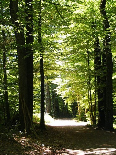 Forêt des Loges_2