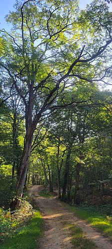 Terra aventura (3) Forêt des Loges
