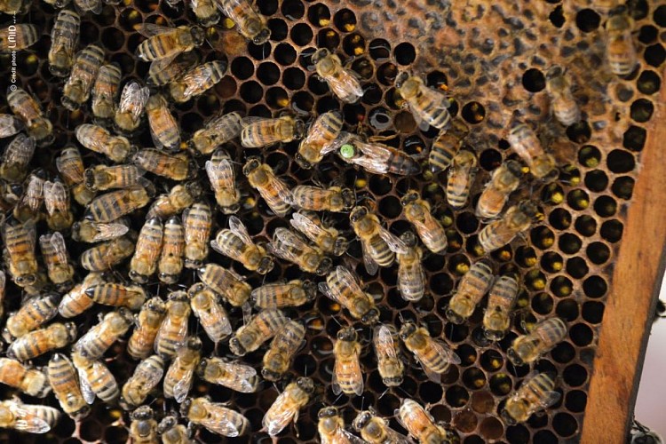 SCEA Les Ruchers de la Valentine