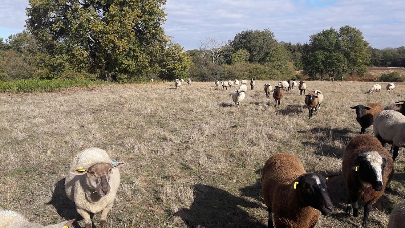 Brebis la Ferme du Bout du Chemin_1