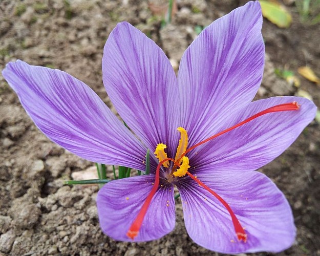 Safran de Creuse- M. Rodier_1