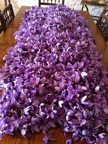 Safran de Creuse- M. Rodier_3