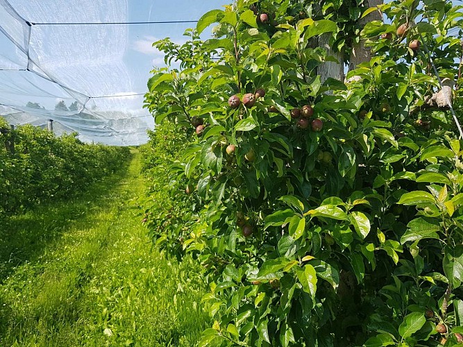 Les vergers du soleil Limousin