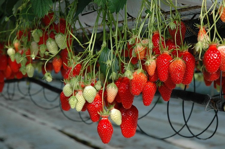 Fraises_4