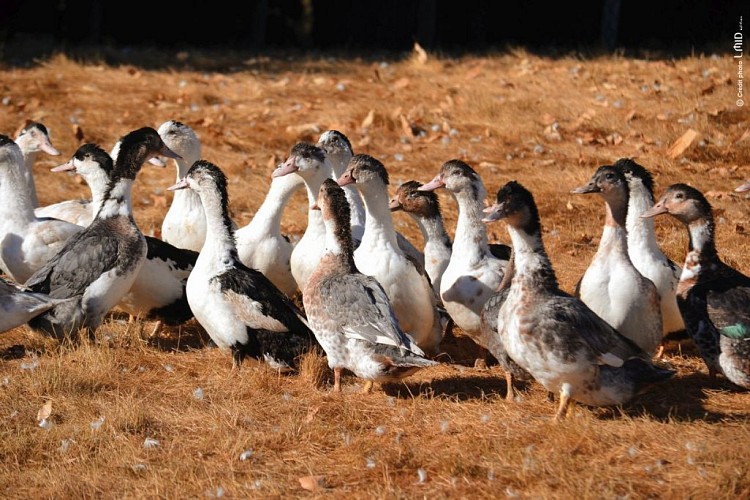 Les Conserves de Laugeraud