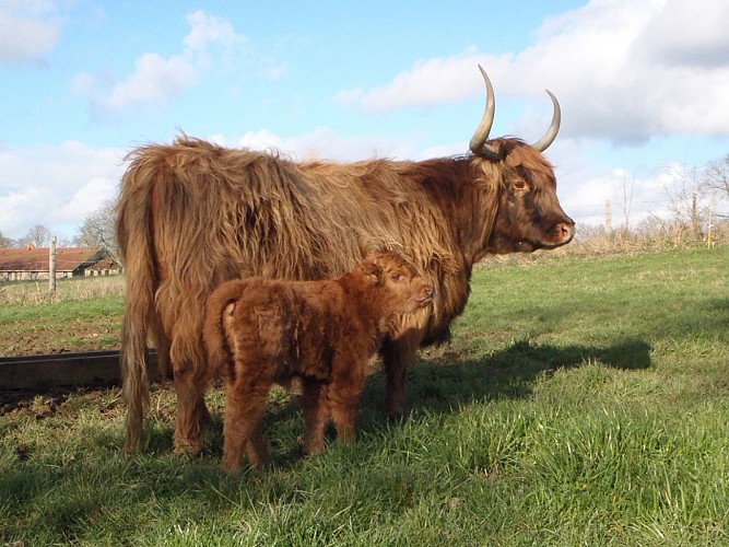 Vache Highland et son veau_2