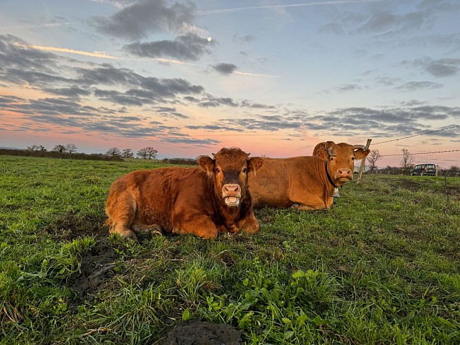 Ferme de la vallée des vaches