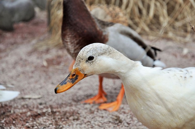 Didier Cotte - poultry, ducks, foie gras