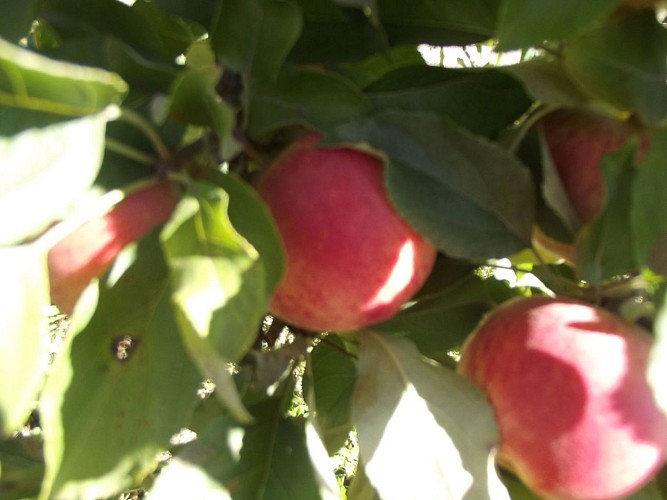 Le Verger du Beau Soleil