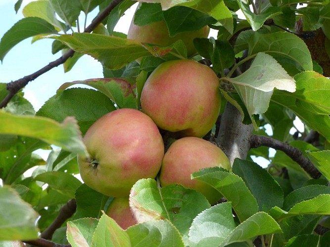 Le Verger du Beau Soleil_1