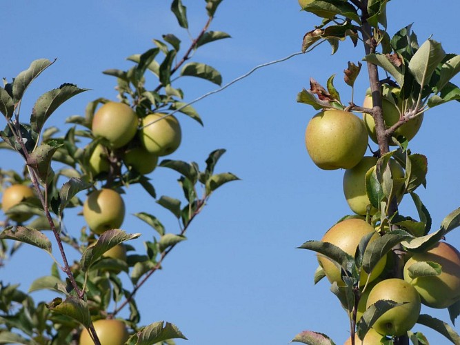 Le Verger du Beau Soleil_2