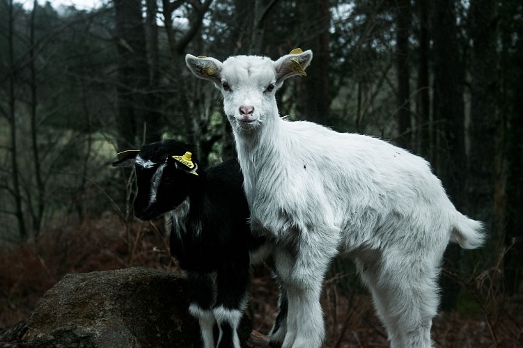 La p'tite ferme de Caro_1