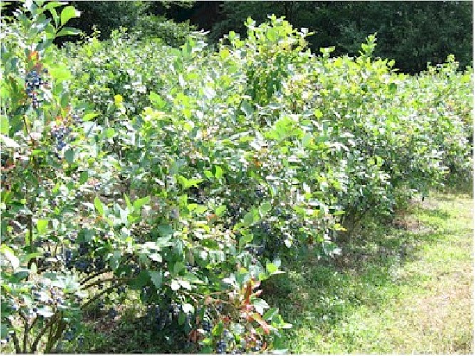 Ferme des Petits Fruits